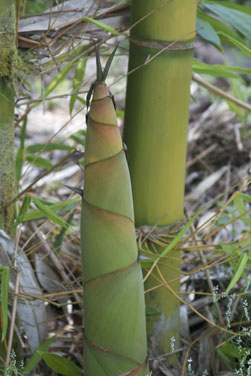 bamboo-plant-hawaii